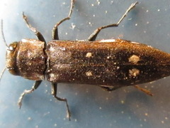 Agrilus sospes