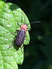 Silinae