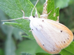 Miltochrista calamina