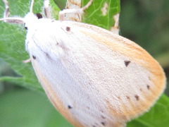 Miltochrista calamina