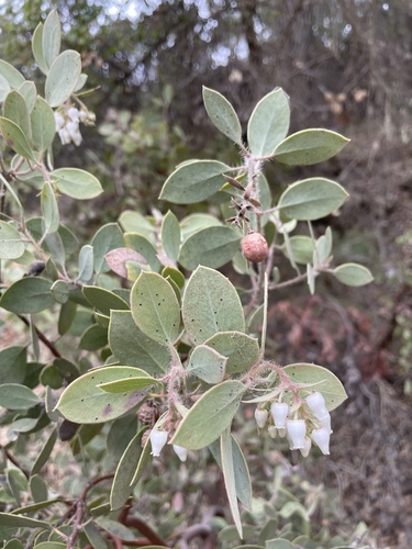 Image of Arctostaphylos pilosula by no rights reserved