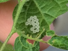 Pachycorinae