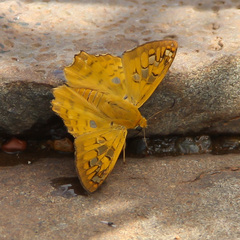Myscelus amystis epigona