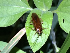 Ischnoptera bilunata