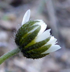 Bellis annua microcephala