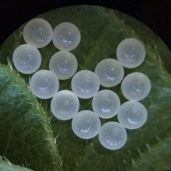 Pachycorinae