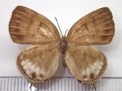 Antigius butleri