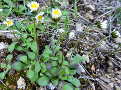 Bellis annua microcephala