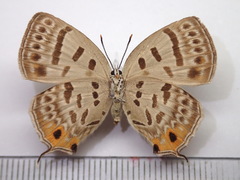 Antigius butleri