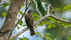 Hypsipetes philippinus