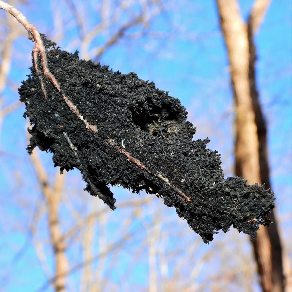 Honeydew Eater from McKeldin Area on March 03, 2021 at 0220 AM by