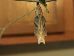 Polygonia interrogationis