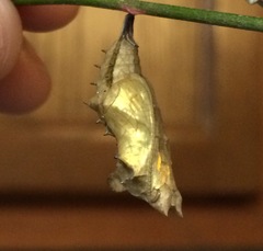 Polygonia interrogationis