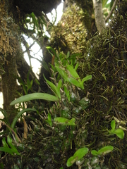 Polystachya ottoniana