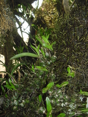 Polystachya ottoniana