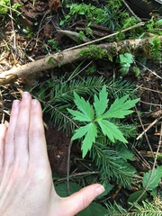 Hydrophyllum tenuipes