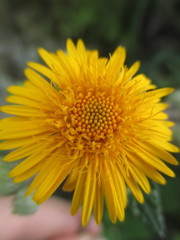 Liabum grandiflorum