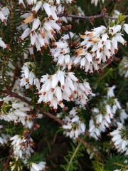 Erica carnea