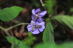 Solanum caripense