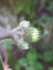 Liabum grandiflorum