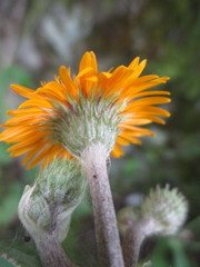 Liabum grandiflorum