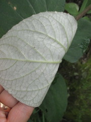 Liabum grandiflorum