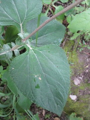 Liabum grandiflorum