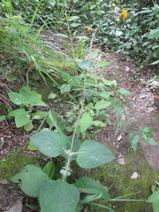 Liabum grandiflorum