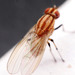 Sapromyza brunneovittata - Photo (c) Edithvale-Australia Insects and Spiders, osa oikeuksista pidätetään (CC BY-NC), lähettänyt Edithvale-Australia Insects and Spiders