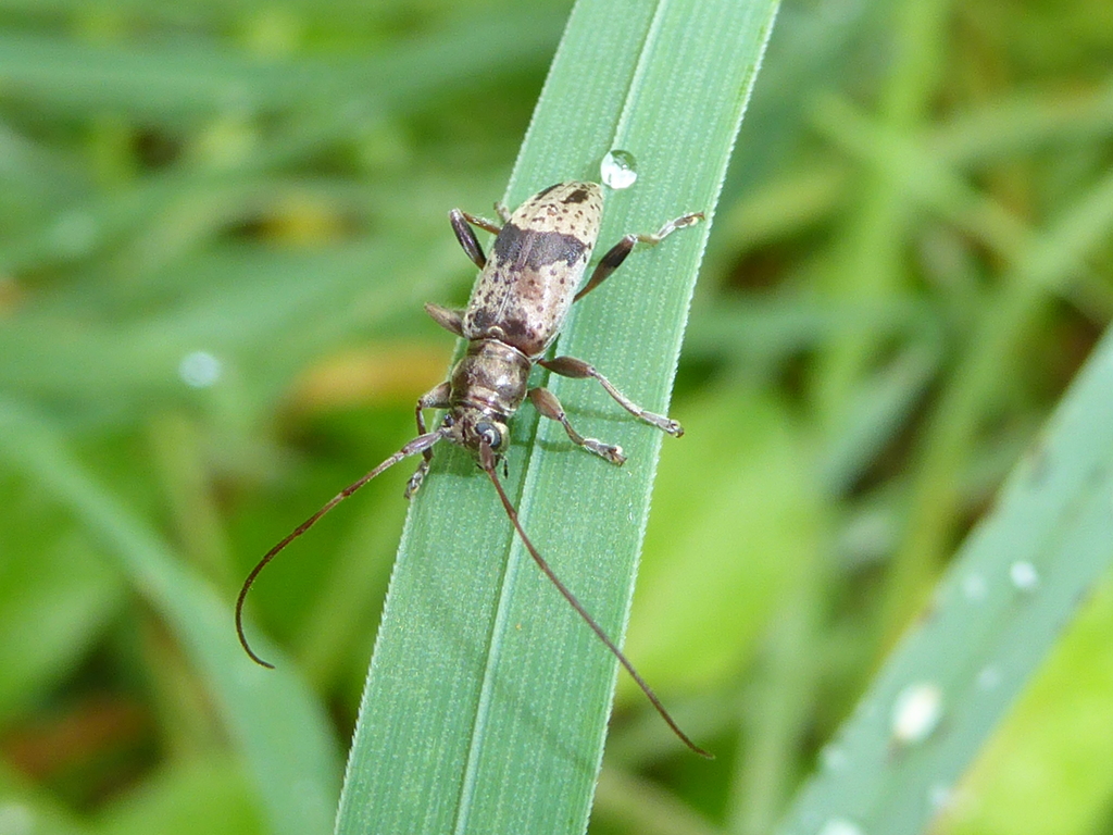 Stenellipsis gracilis