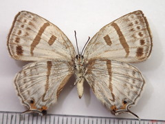 Antigius attilia