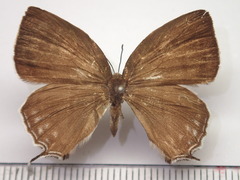 Antigius attilia