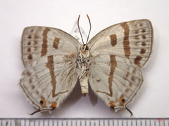 Antigius attilia