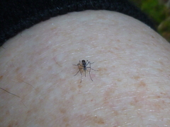 Aedes aegypti