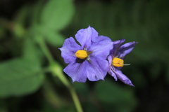 Solanum caripense