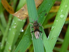 Stenellipsis gracilis