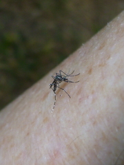 Aedes aegypti