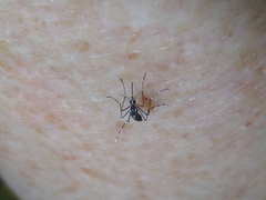 Aedes aegypti