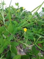 Arachis glabrata