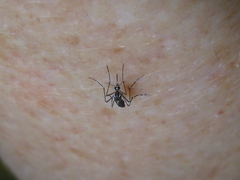 Aedes aegypti