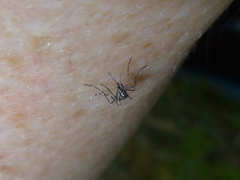 Aedes aegypti