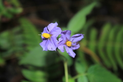 Solanum caripense