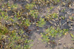 Caltha phylloptera