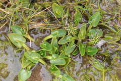Caltha phylloptera