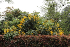 Senna viarum