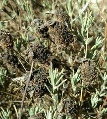 Lavandula stoechas