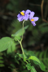 Solanum caripense