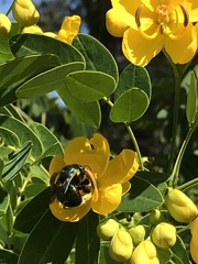 Xylocopa aerata