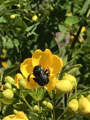 Xylocopa aerata