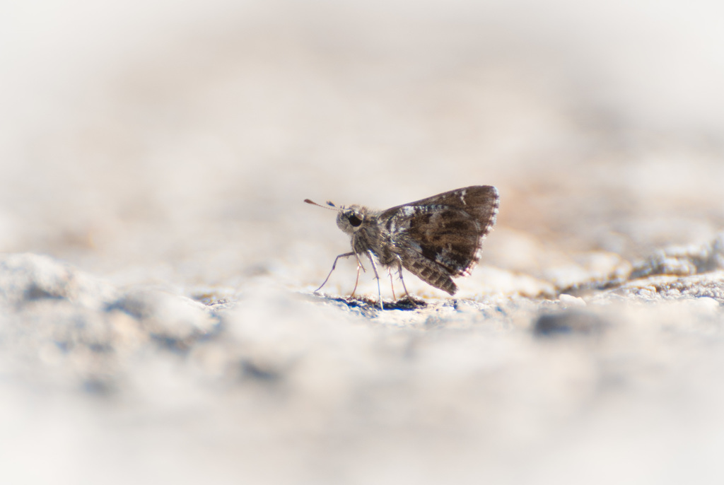 Nysa Roadside-Skipper (Butterflies and selected moths of Central Texas ...